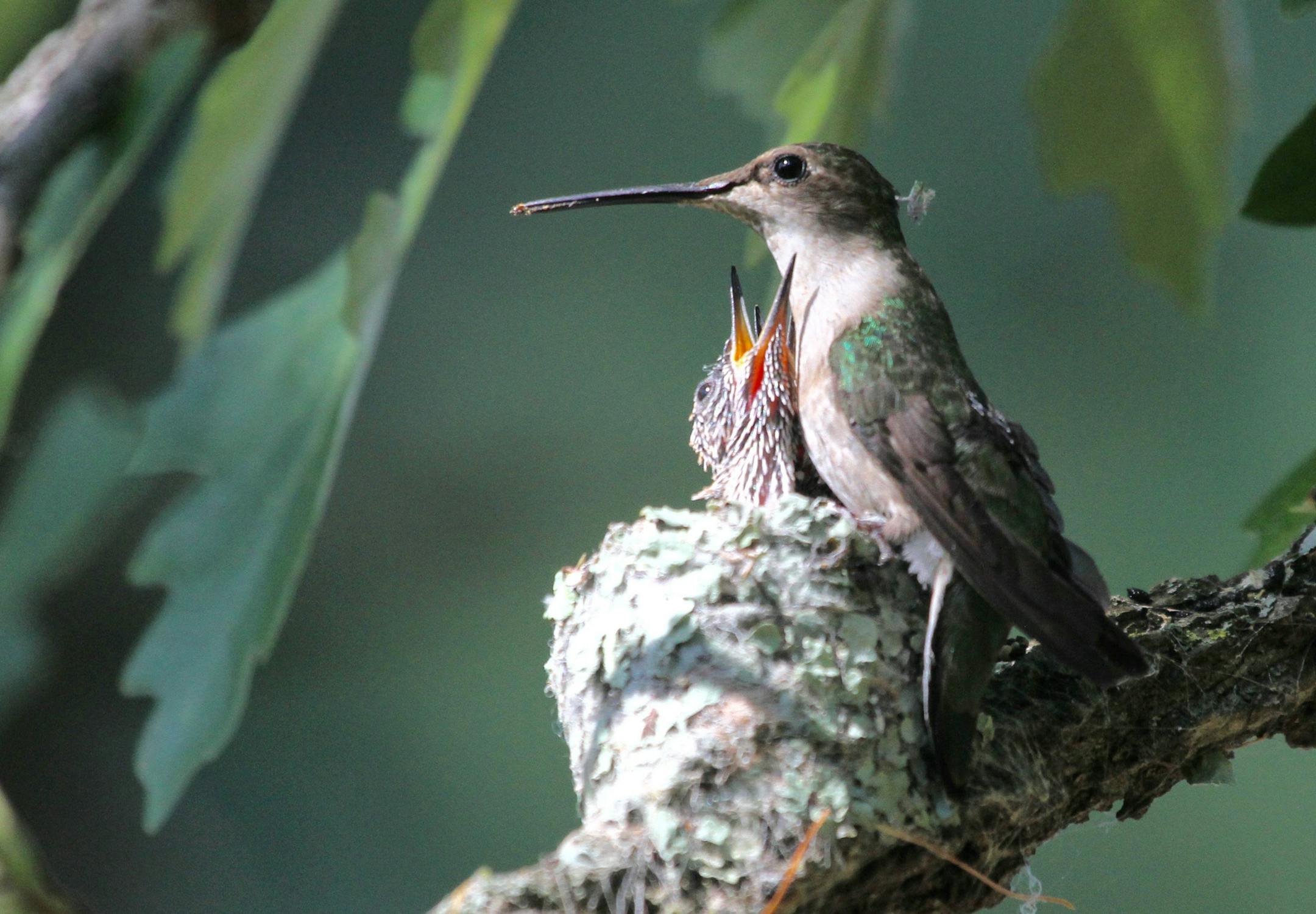 3. Meals for nestlings are a liquid mixture of nectar and insects. credit: Don Severson, special to the Star Tribune