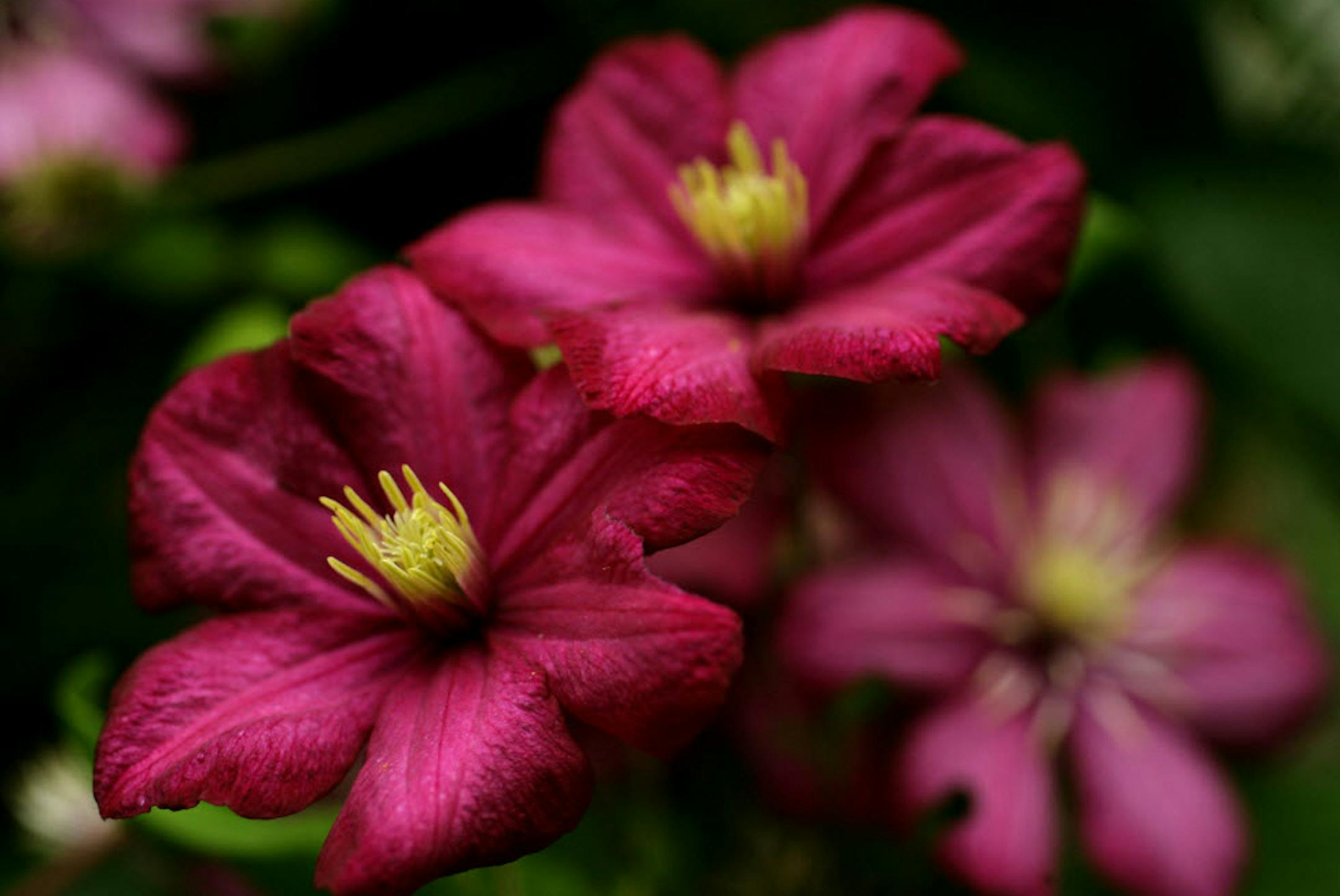 Photo from Mark Campbell's garden in Edina