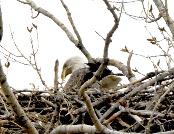 [Photo by Jim Williams, Caption, if there&#x201a;&#xc4;&#xf4;s room:] The DNR&#x201a;&#xc4;&#xf4;s web cam shows eagles like this one.