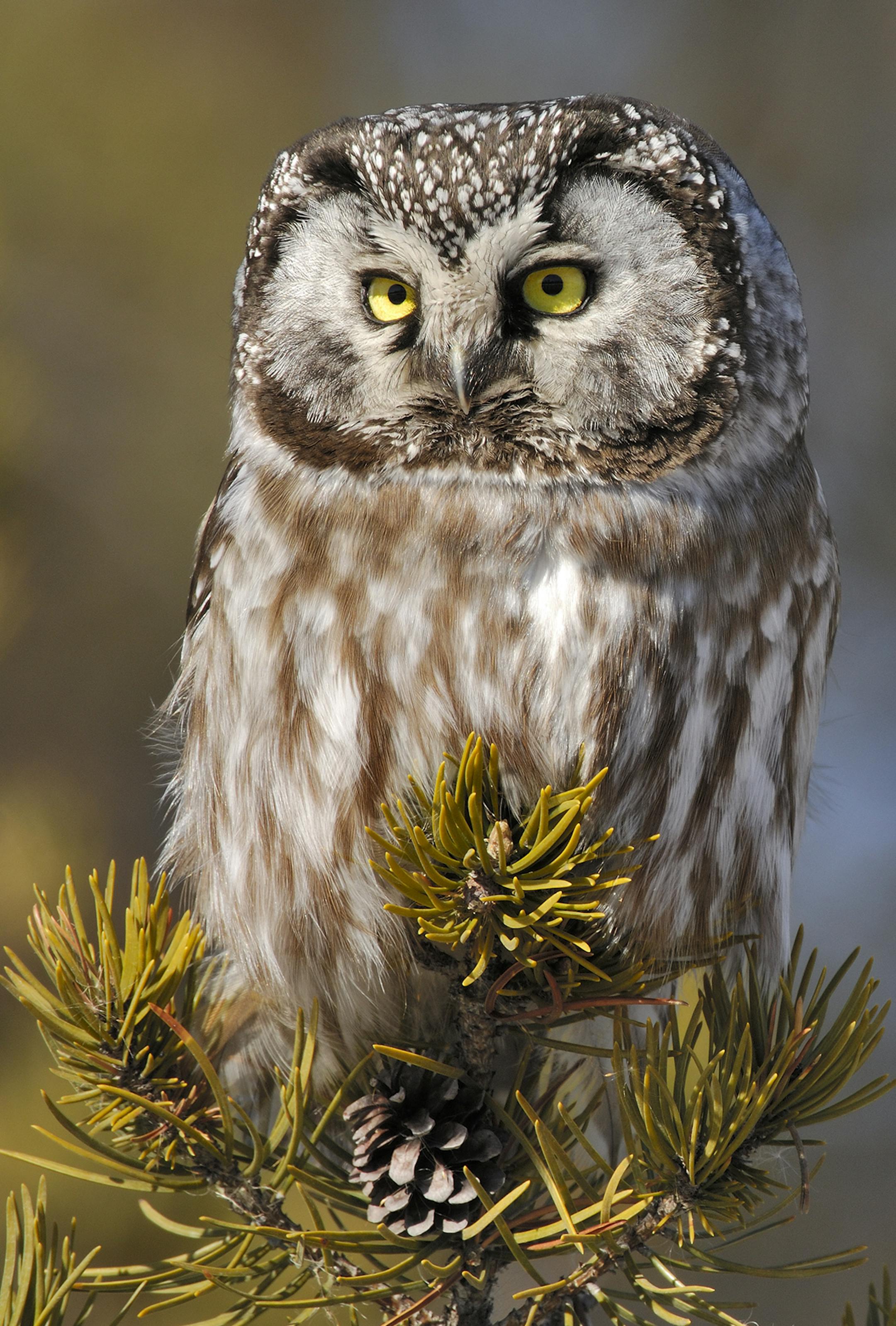 Barely 10 inches tall, the boreal owl is secretive and seldom seen by casual observers.
