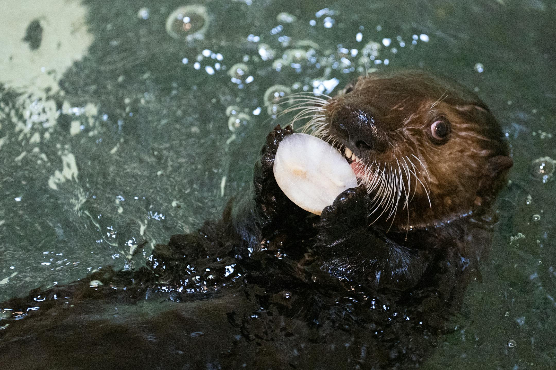 Denali enjoys an ice cube while swimming in her tank at the Minnesota Zoo in Apple Valley, Minn., on Wednesday, Oct. 25, 2023.