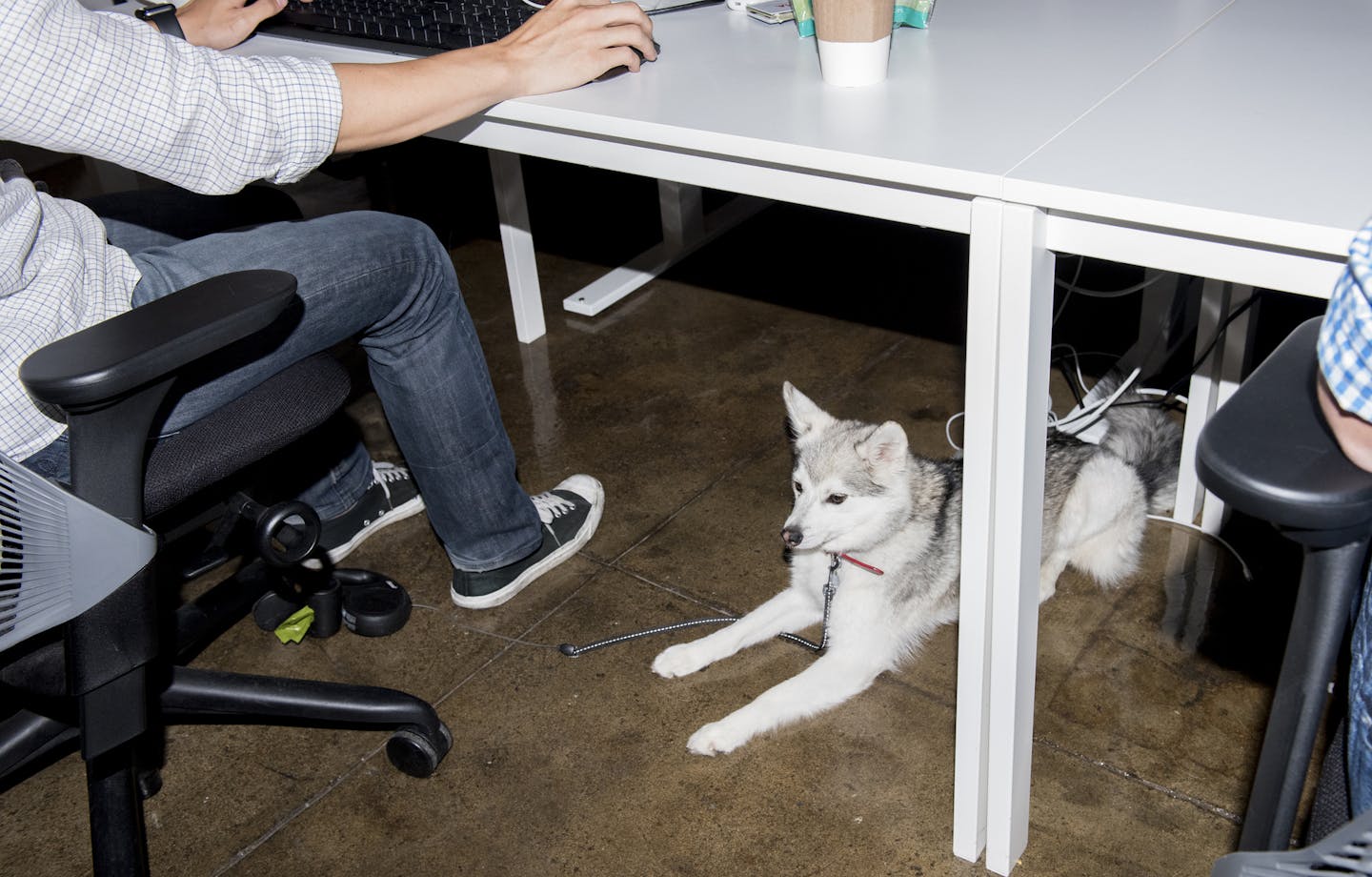 Balto, the office dog, inside South Park Commons in San Francisco, June 6, 2017. Housed in an old townhouse at the heart of the San Francisco tech scene, the Commons is a selected community of entrepreneurs, engineers, researchers and others that founder Ruchi Sanghvi describes it as tech&#x2019;s answer to the Bloomsbury Set or Benjamin Franklin&#x2019;s Junto club, a means of shaping new ideas through conversation and shared experience. (Jason LeCras/The New York Times)