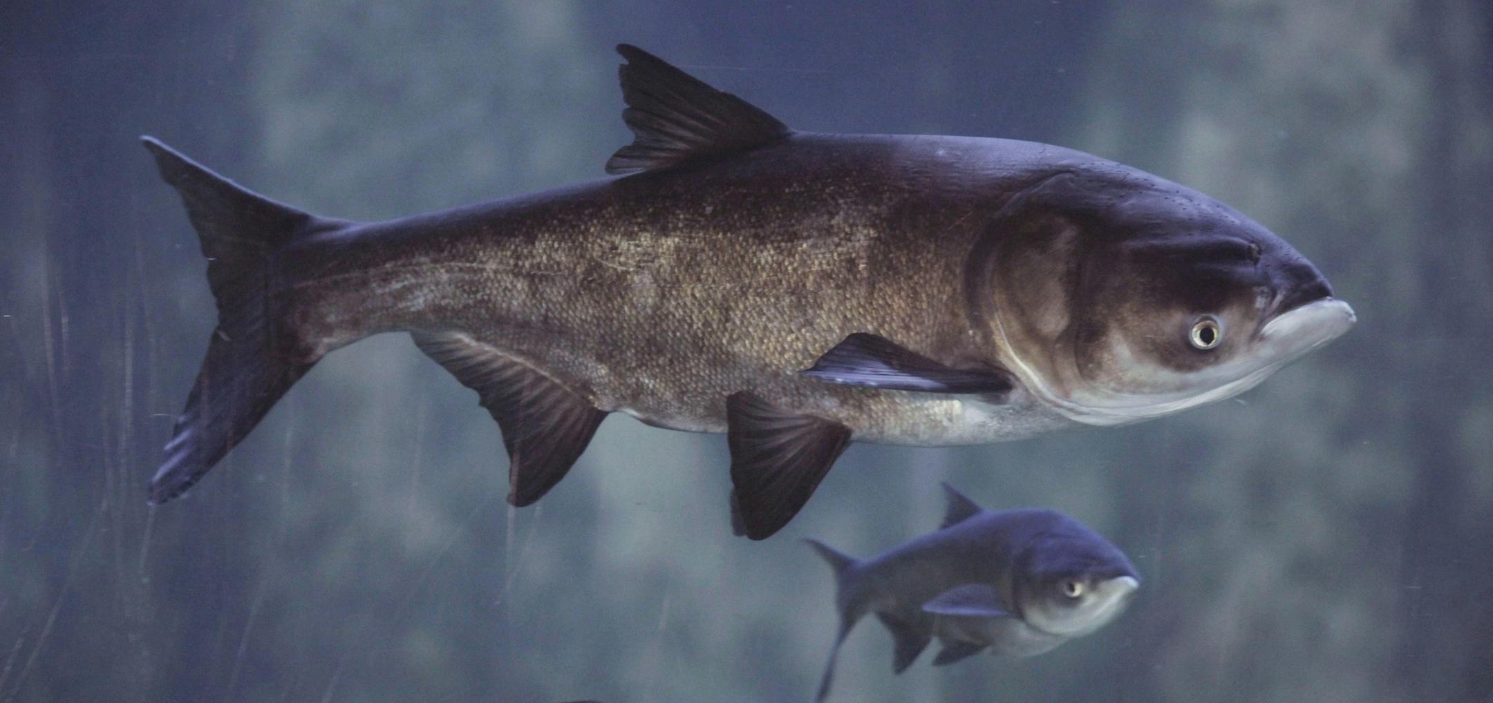 FILE - In this Jan. 12, 2010 file photo, Asian bighead carp swim in an exhibit at Chicago's Shedd Aquarium. The Army Corps of Engineers is studying whether to separate the Great Lakes and Mississippi watersheds, which could include returing the rivers original flow in an attemp to stop Asian carp and other invasive spiecies from traveling through the two basins. The flow of the river into the lake was reversed in the late 1800's to prevent pollution from reaching Lake Michigan. (AP Photo/M. Spen