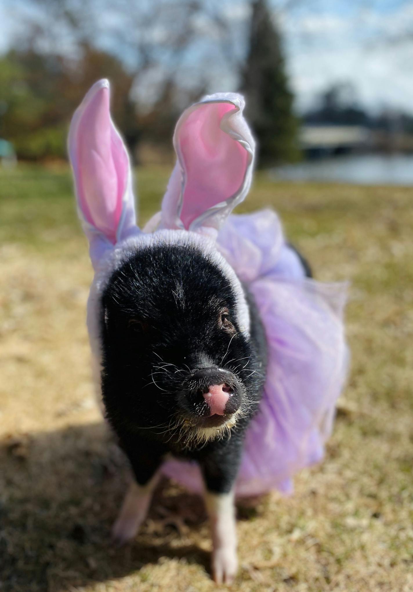 Third place: Mini-pig Mabel becomes the Easter bunny in this submission by Krista Kniefel of Crosslake.