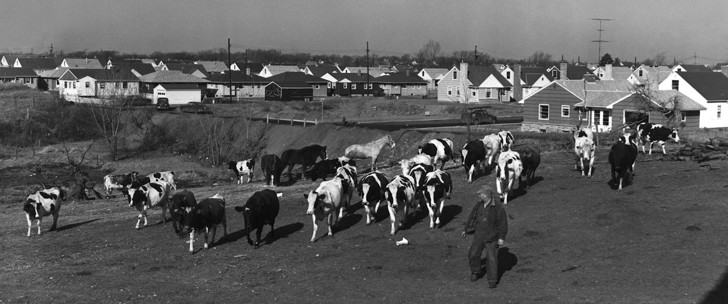 Star Tribune phot 1954 View of housing development near John Tierney farm, Sixty Second Street and Penn Avenue South, Richfield.