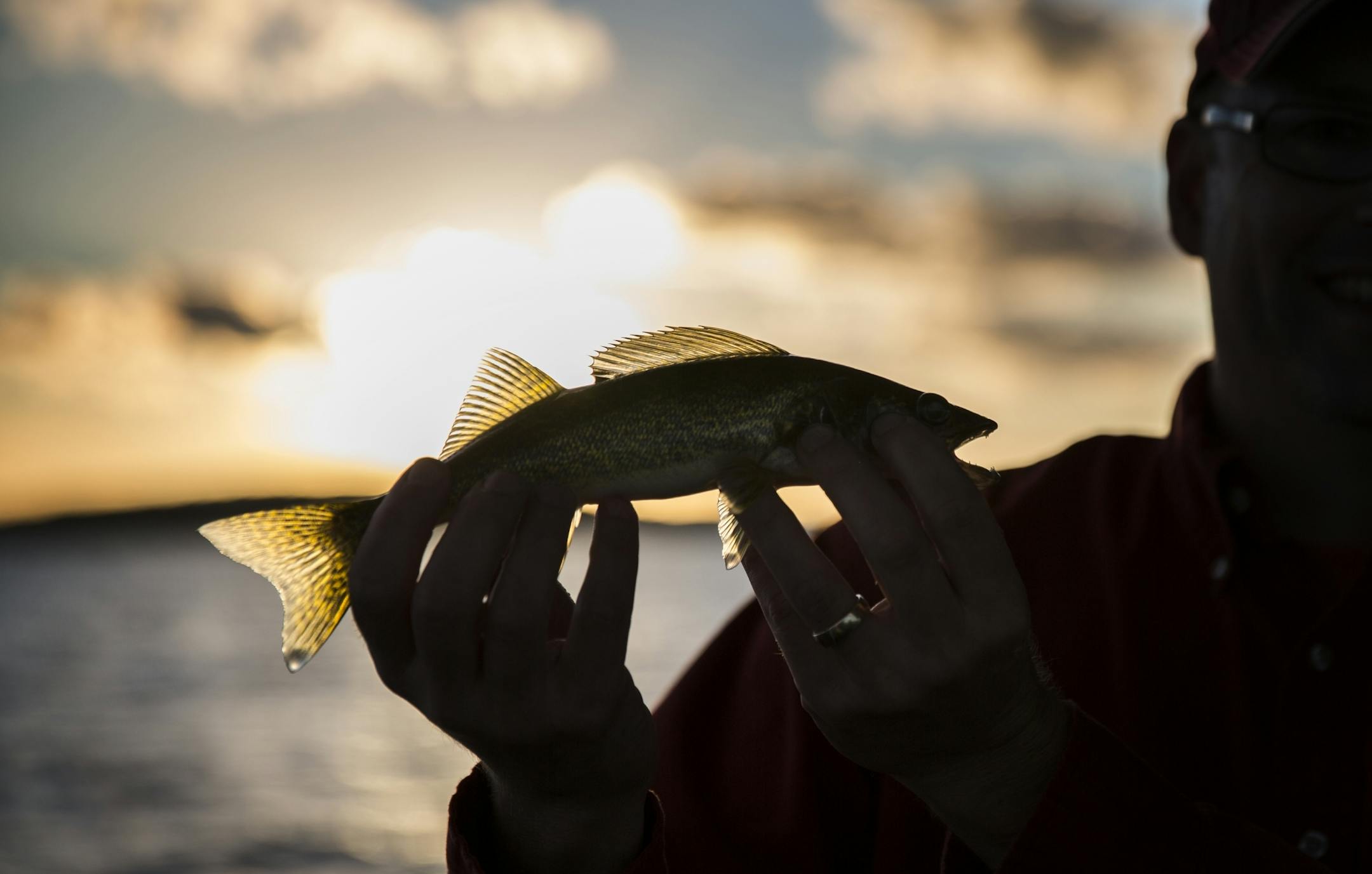 A walleye caught during a fishing expedition with Twin Pines Resort on Mille Lacs Lake Monday, August 3, 2015.