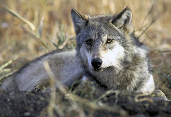 A gray wolf rests in tall grass.