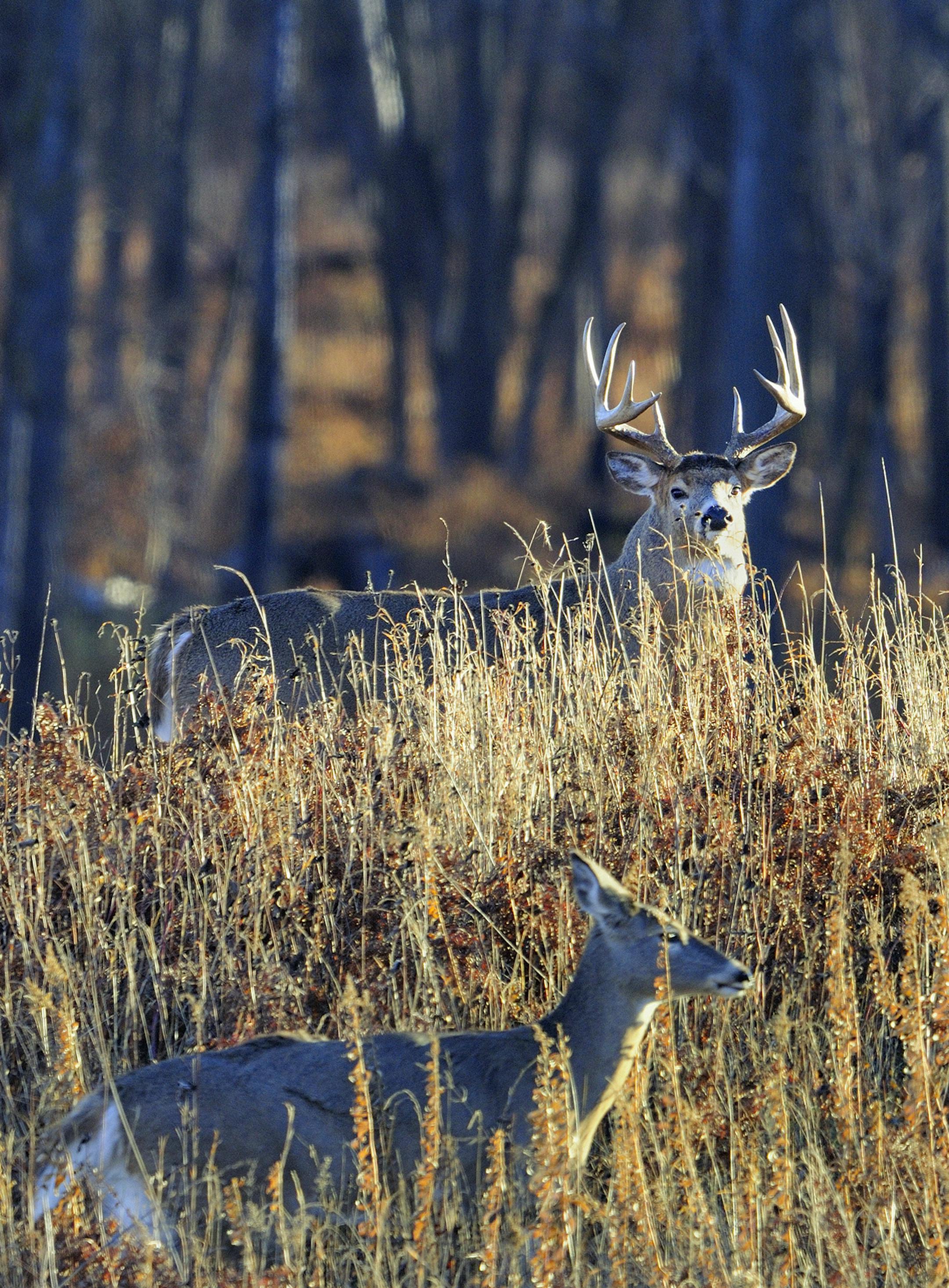 DO NOT USE! ONE-TIME USE WITH BILL MARCHEL COPY ONLY. Photo by Bill Marchel. Does in estrus often are accompanied by one or more bucks during the fall rut.