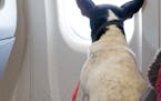 Dog sitting on owners lap on commercial airliner and looking out the window. istock photo