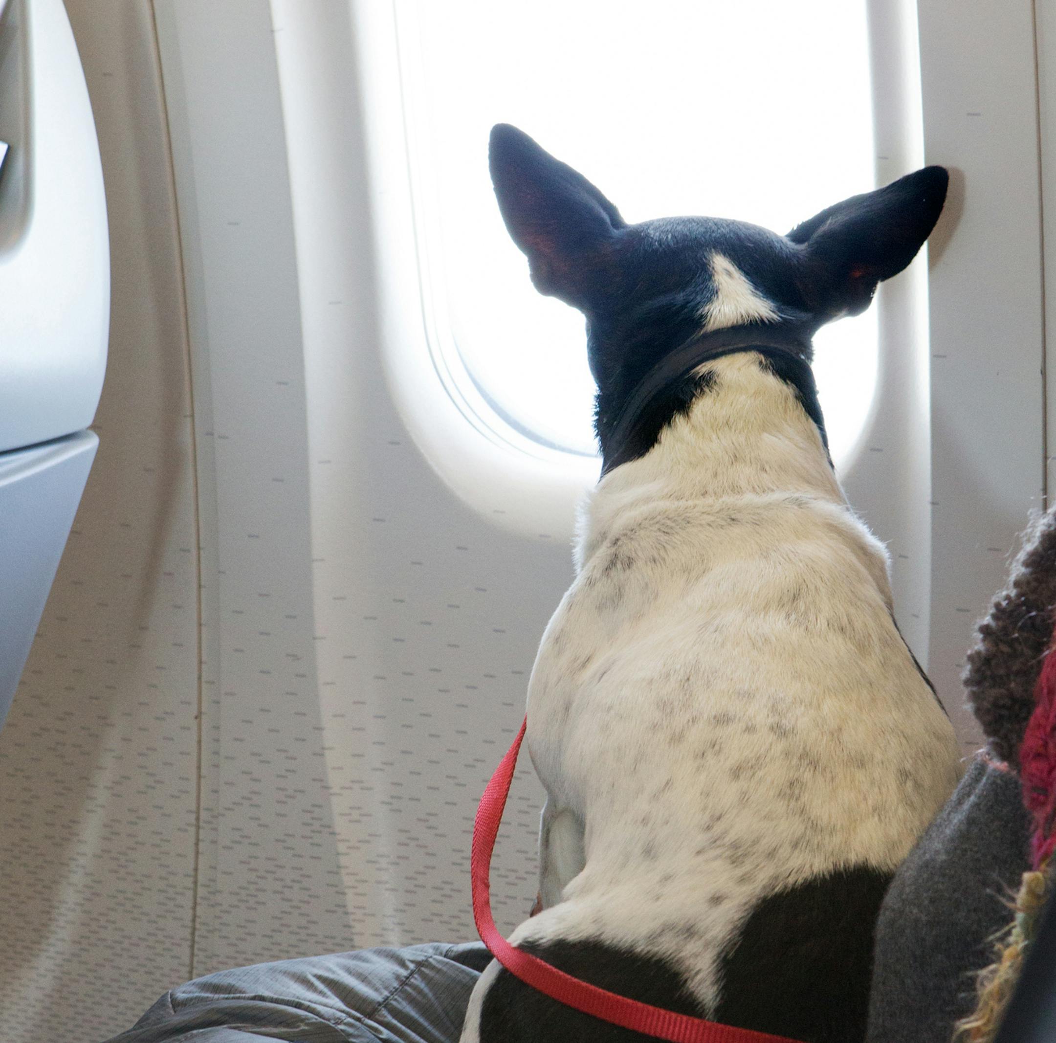 Dog sitting on owners lap on commercial airliner and looking out the window. istock photo