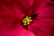 Red Poinsettia Close-up