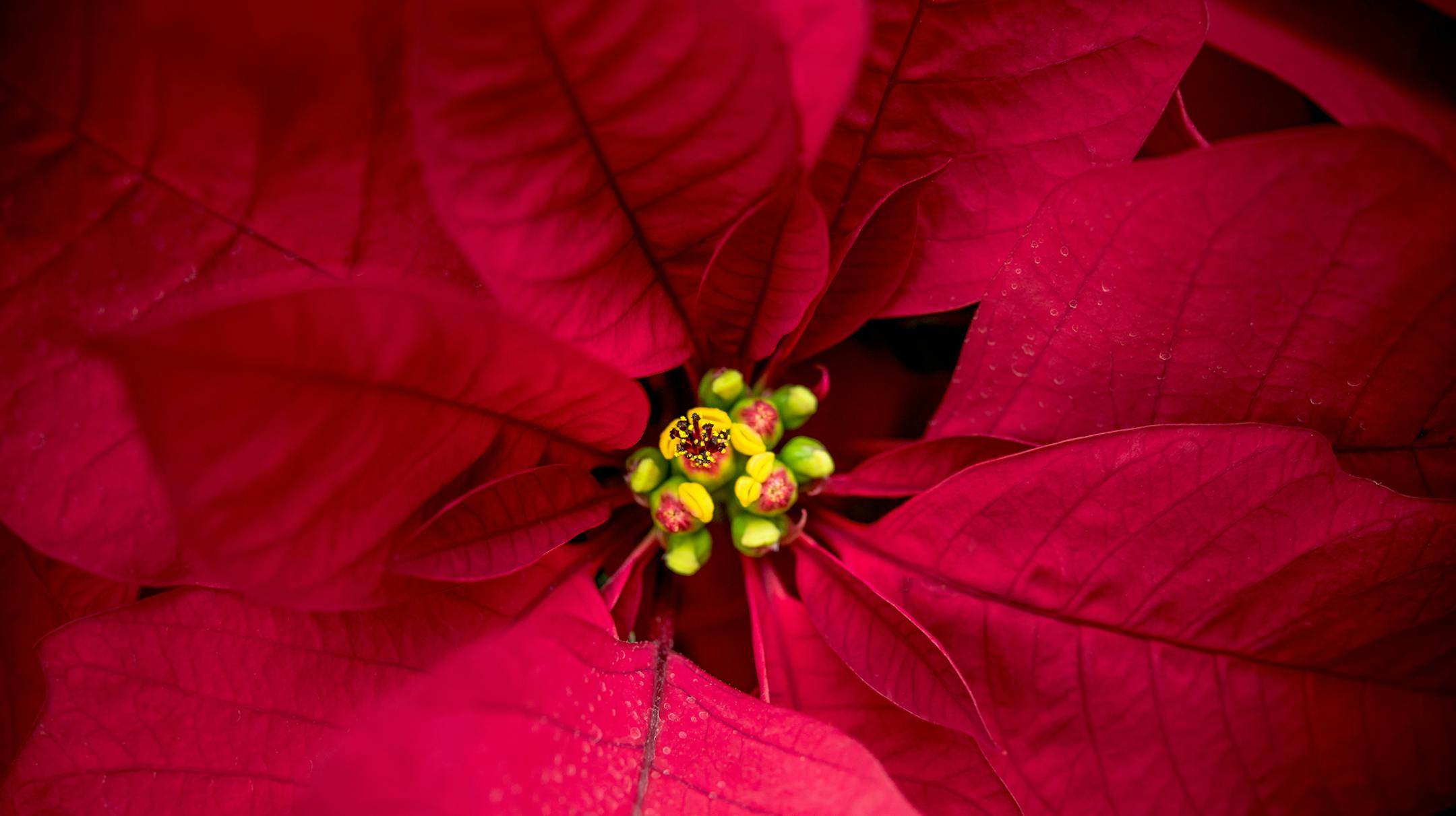 Red Poinsettia Close-up