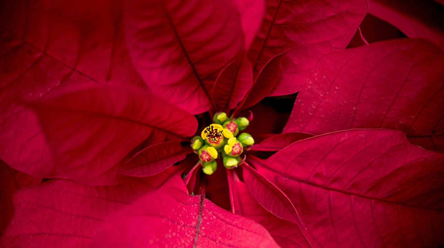 Red Poinsettia Close-up