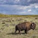 “The American Buffalo” traces the intertwined fates of the bison and the people who depend on them. 