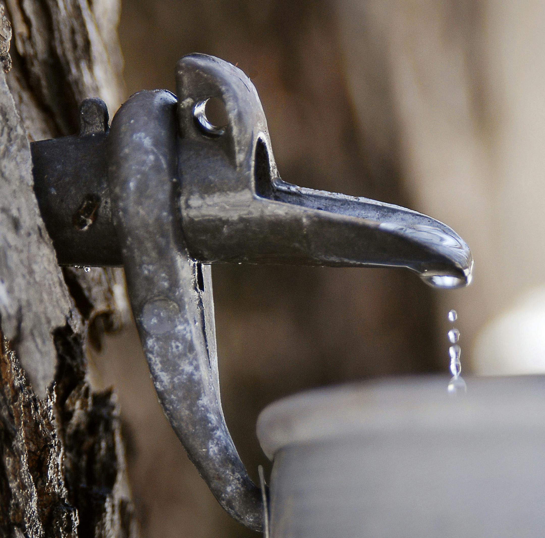 *FILE PHOTO*(NYT41) QUEBEC, Canada -- Feb. 3, 2009 -- QUEBEC-SUGAR-SHACK-ADV08-6 -- Sap being collected in buckets in Quebec in March 2008. Tapping sugar maples and boiling the sap might be one of winter's most enduring images. But it's one thing to glance at the tiny illustration that decorates almost every bottle of maple syrup (trees and snow, buckets and a cabin), and quite another to spend a frigid day visiting a Quebecois cabane a sucre, or sugar shack, and discover that it's all true: the