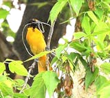 An oriole perched in a tree has some dried plant material in its beak for making a nest.