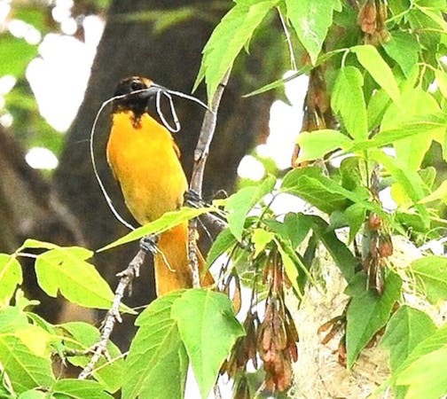 An oriole perched in a tree has some dried plant material in its beak for making a nest.