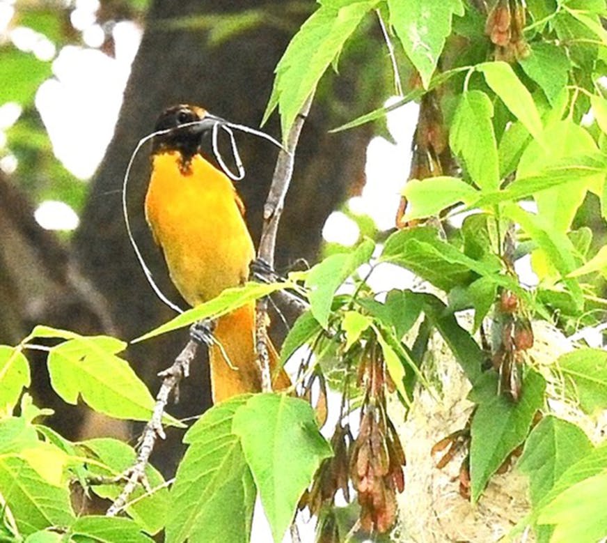 An oriole perched in a tree has some dried plant material in its beak for making a nest.