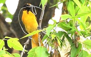 An oriole perched in a tree has some dried plant material in its beak for making a nest.