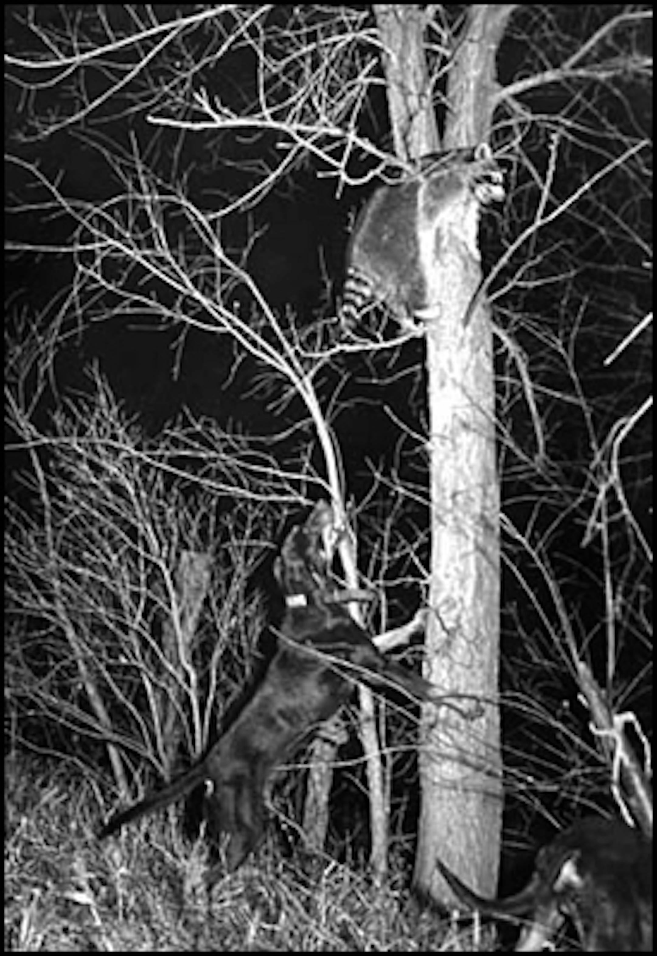 November 1944: Racoon treed