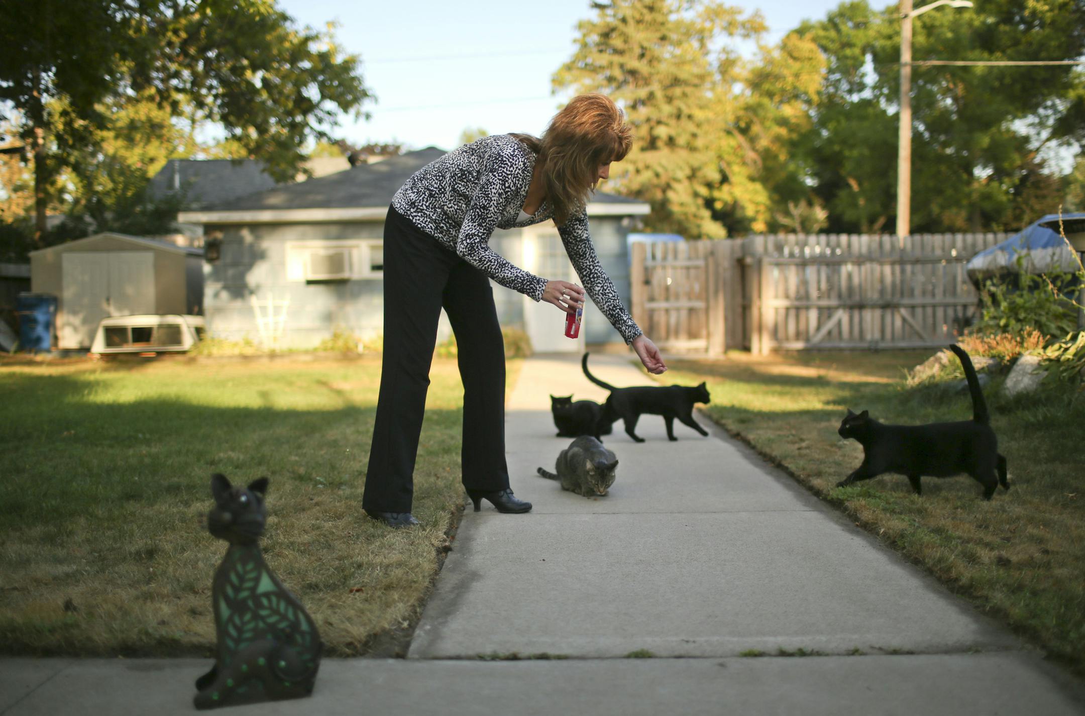 A committee of the Minneapolis City Council voted 5-0 Wednesday afternoon, September 11, 2013 to recommend a new law that in essence licenses the care and feeding of feral cats. Annette and Doug Edge of North St. Paul manage a feral cat colony of 14 felines in their backyard. They both offered testimony at the city council meeting in support of the measure. Annette Edge offered treats to a few of the cats that were hanging around her backyard Wednesday evening. She said they'll scatter after the
