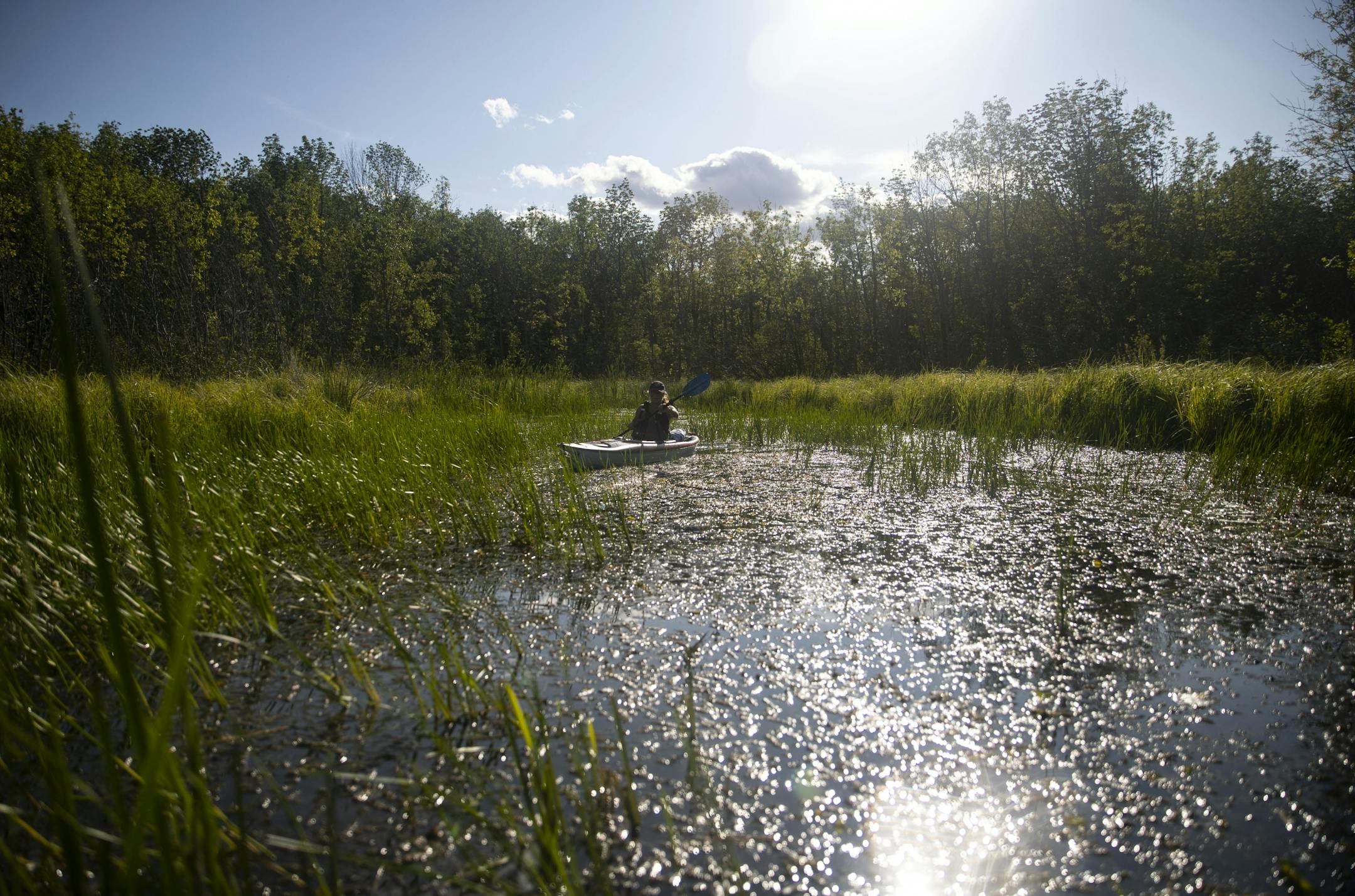 Wild Rice Monitor Katie Marsaa moved through a small bay filled with patches of wild rice in an estuary.