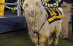 Dec 23, 2010; San Diego, CA, USA; Navy Midshipmen mascot Bill the Goat attends the 2010 Poinsettia Bowl against the San Diego State Aztecs at Qualcomm