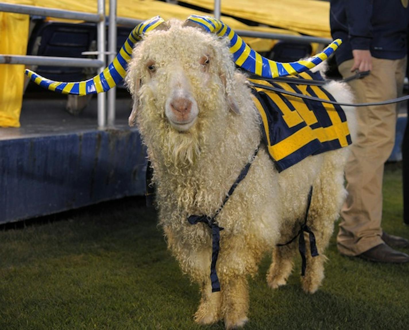 Dec 23, 2010; San Diego, CA, USA; Navy Midshipmen mascot Bill the Goat attends the 2010 Poinsettia Bowl against the San Diego State Aztecs at Qualcomm Stadium. Mandatory Credit: Kirby Lee/Image of Sport-US PRESSWIRE