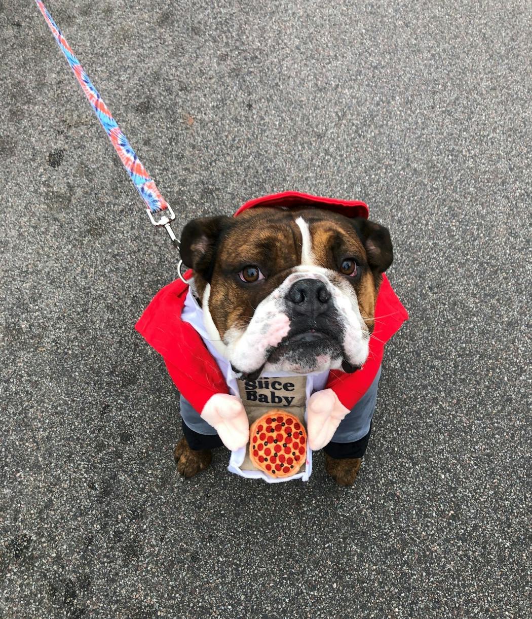Reuben, an English bulldog, sported a pizza delivery man costume for Saturday’s dog costume contest in Hopkins.