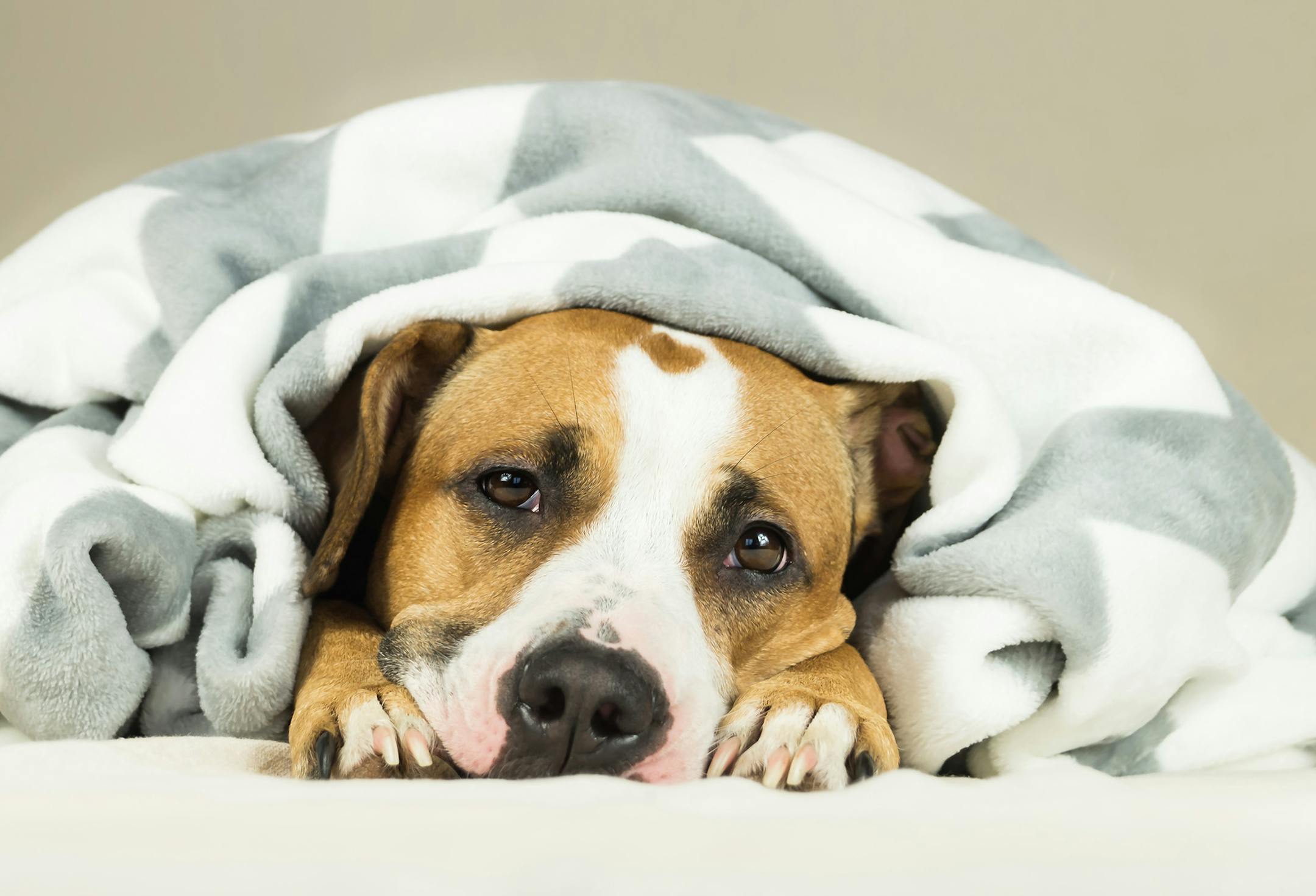 Funny young staffordshire terrier puppy lying covered in throw blanket and falling asleep. Close up image of tired or sick pitbull dog sleeping or resting under covers in bed in clean comfortable indoor bedroom conditions.
