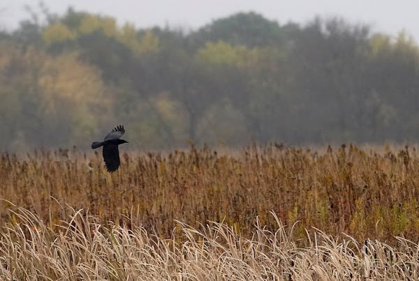 A crow glides above the restored grasslands that used to be farmland in Dakota County