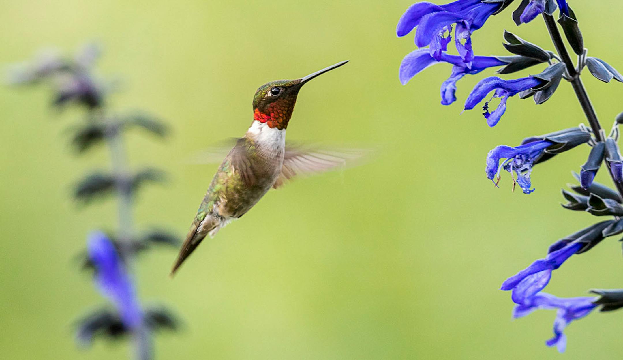 "Got a quick 4 shot series off during a tussle between two hummingbirds tonight, here's the best of the bunch. They start off at ground level, rising suddenly into the air, sometimes so high they virtually disappear, before diving back to earth at incredible speeds. Sometimes they will stop about 10 yards up and almost hover." Photo by Joe Fierst