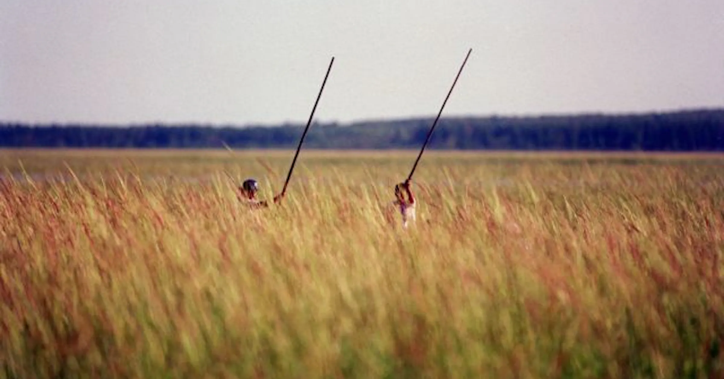 Wild Rice Pollution Watered-down wild rice protection?