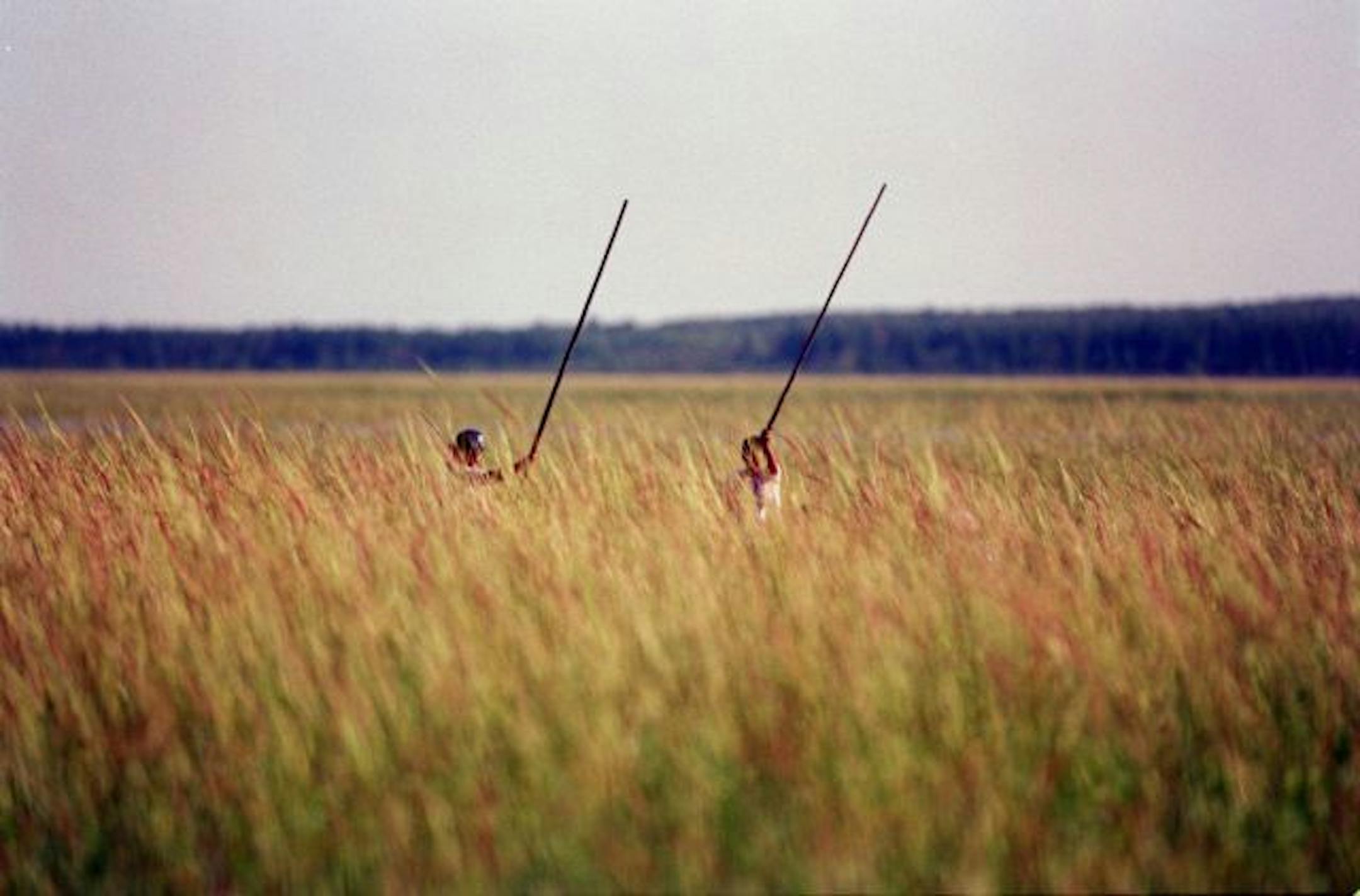 Wild Rice harvesters on the White Earth Reservation are almost invisible as they hand harvest wild rice in aluminum canoes.