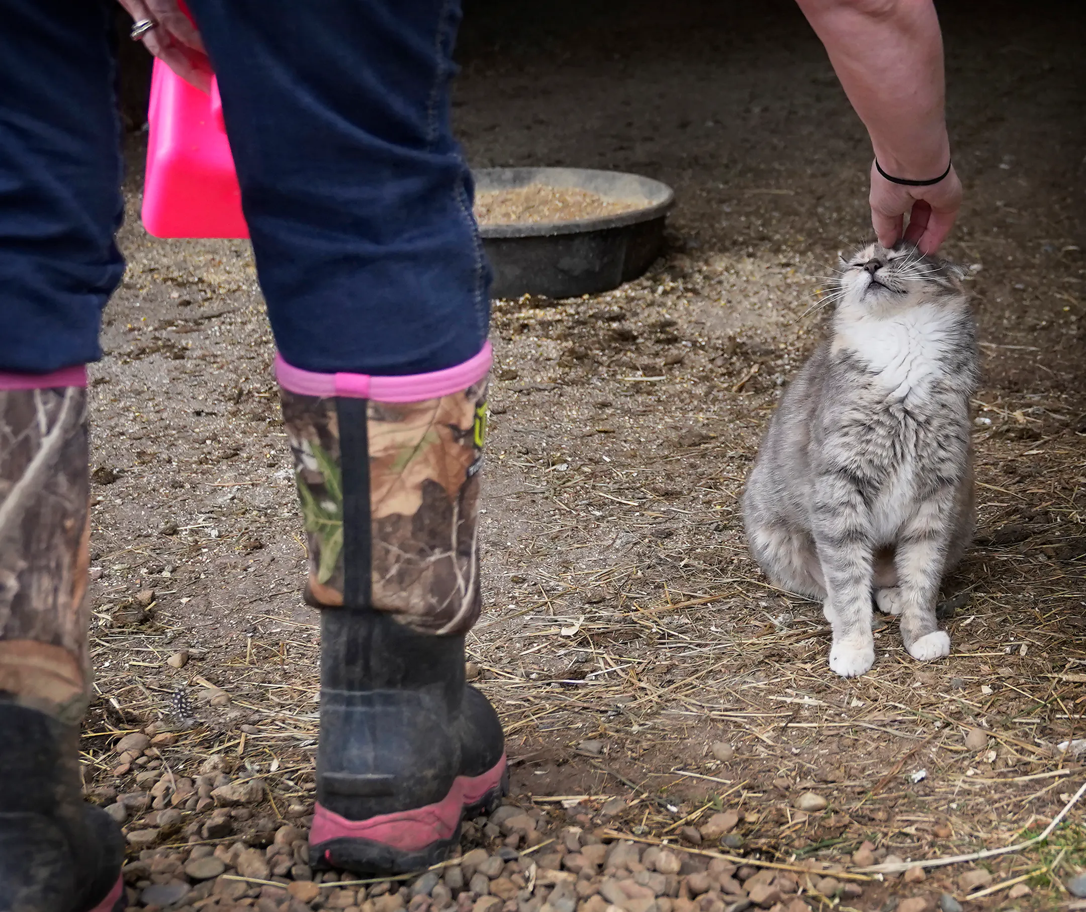 Humane agents rescue Minnesota's maltreated animals, from starving ...