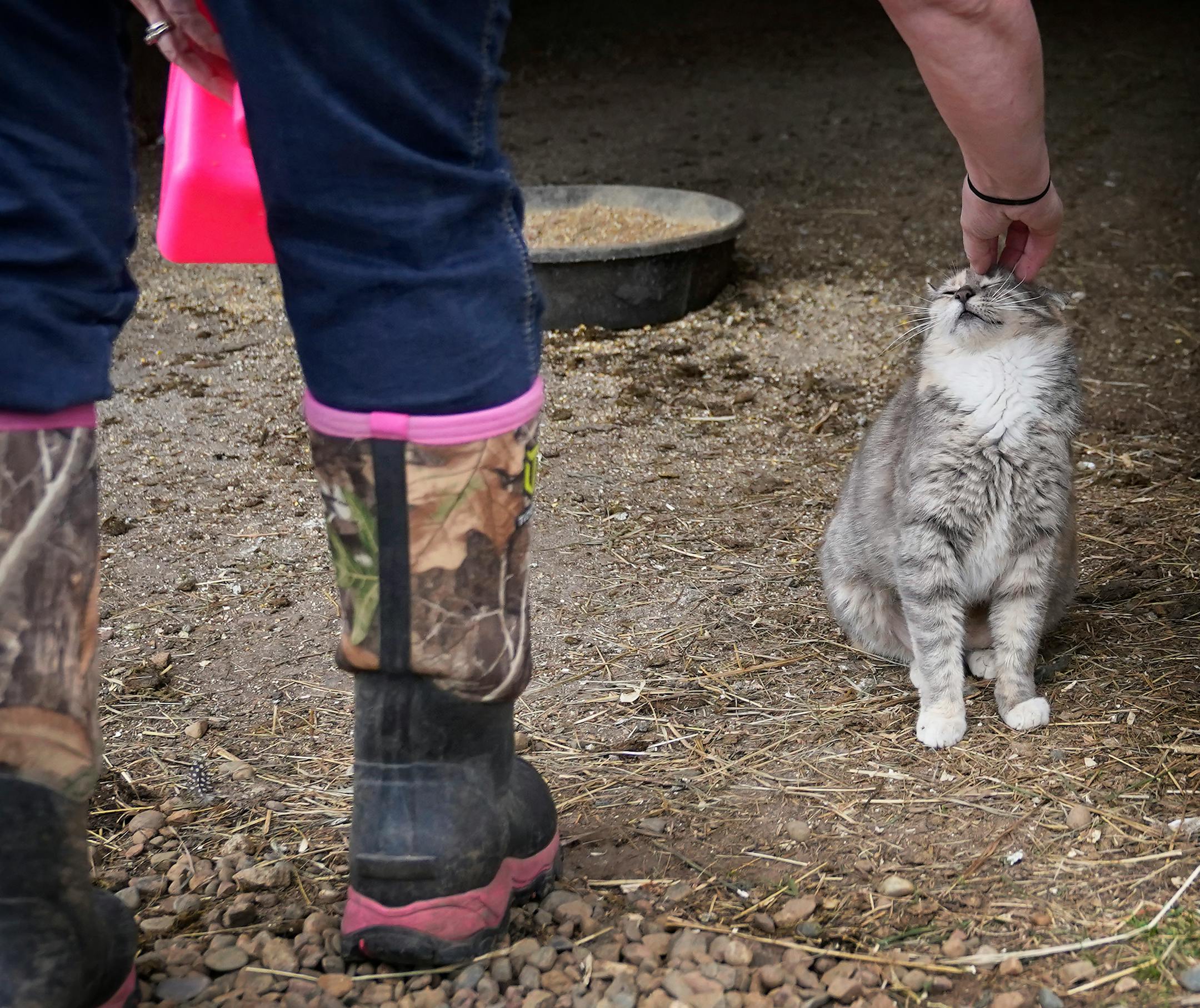 Animal Human Society agent Amanda Oquist rubs the head of a farm cat before discovering a tick on its head while doing morning chores ahead of work Wednesday, May 18, 2022, near Finlayson, Minn.