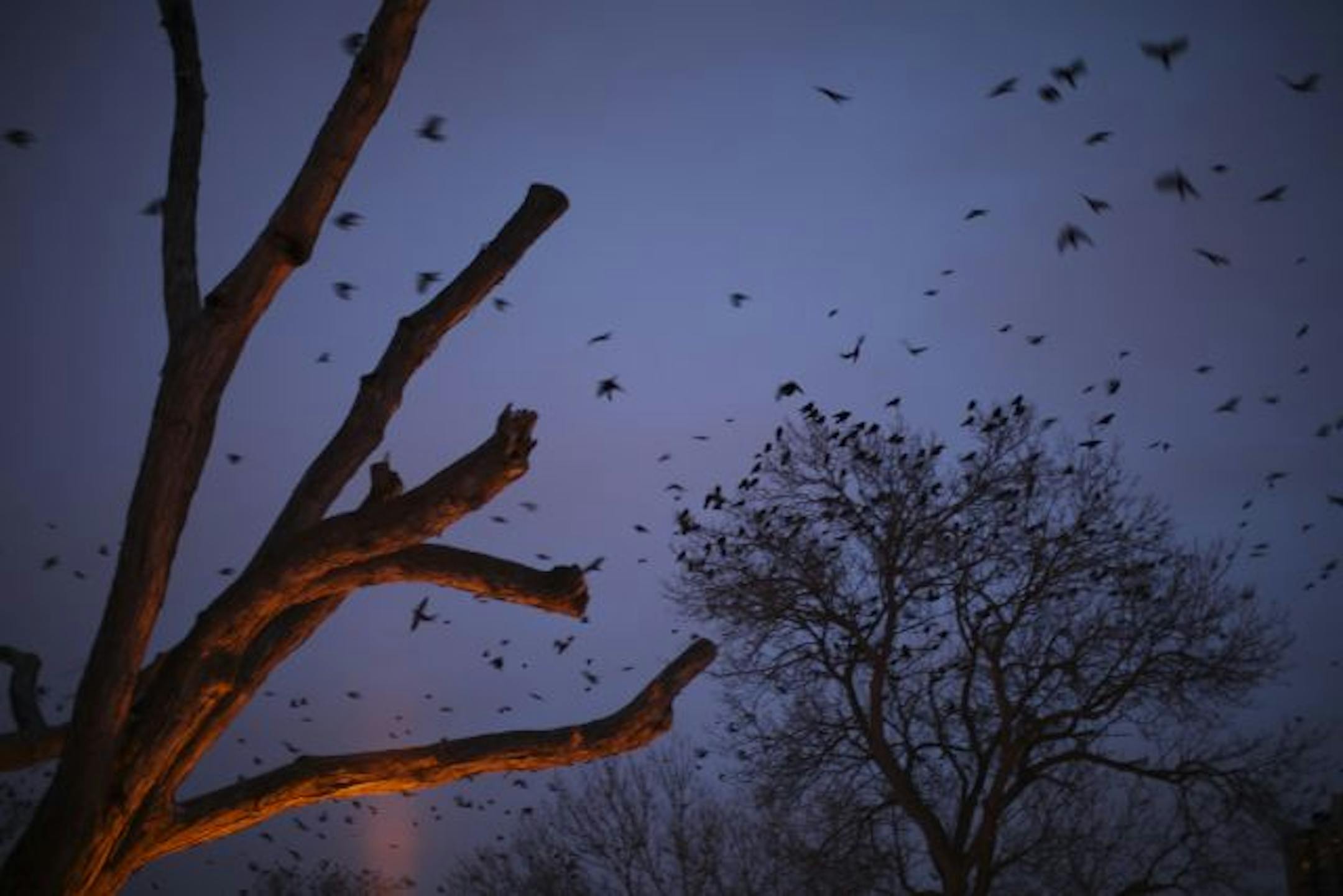 Birds searched for someplace to spend the night in Loring Park Monday night in Minneapolis.