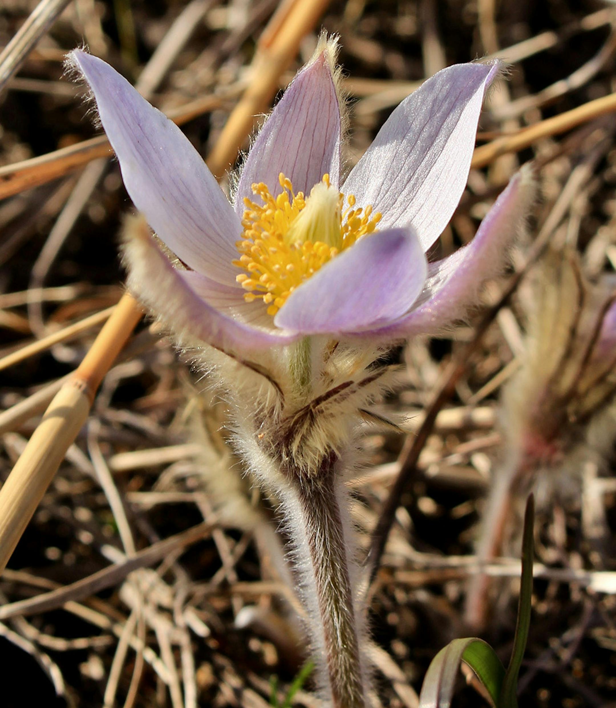 Pasque flower -- one of the harbingers of spring -- at Minneopa State Park in Mankato.