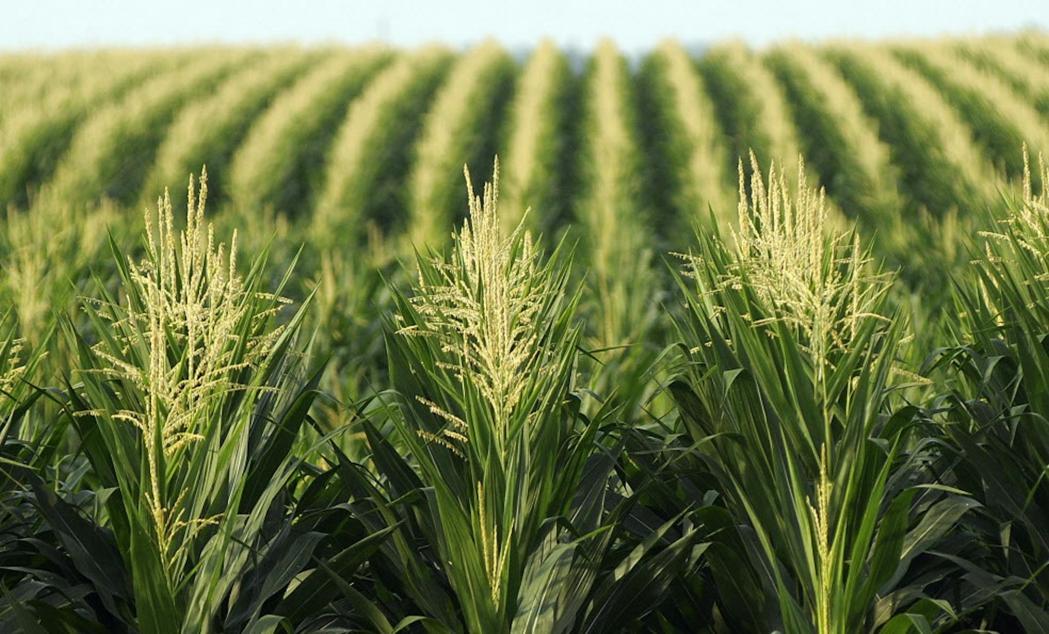 This corn stands tall at project Liberty on Friday morning July 22, 2011 in Emmetsburg Iowa. The Poet Biomass stack yard contains thousands of corn husk bales which are stored in Emmetsburg Iowa. The bales are used to produce cellulosic ethanol. Each bale yields about 50 gallons of Ethanol. ] Richard Sennott/Star Tribune. Richard.Sennott@startribune.com Emmetsburg,Iowa. Friday 07/22/11) ** (cq)