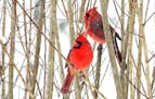 Northern cardinals are reliable winter residents.