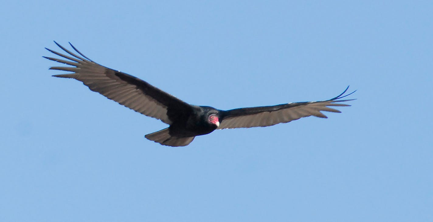 Turkey vulture in flight