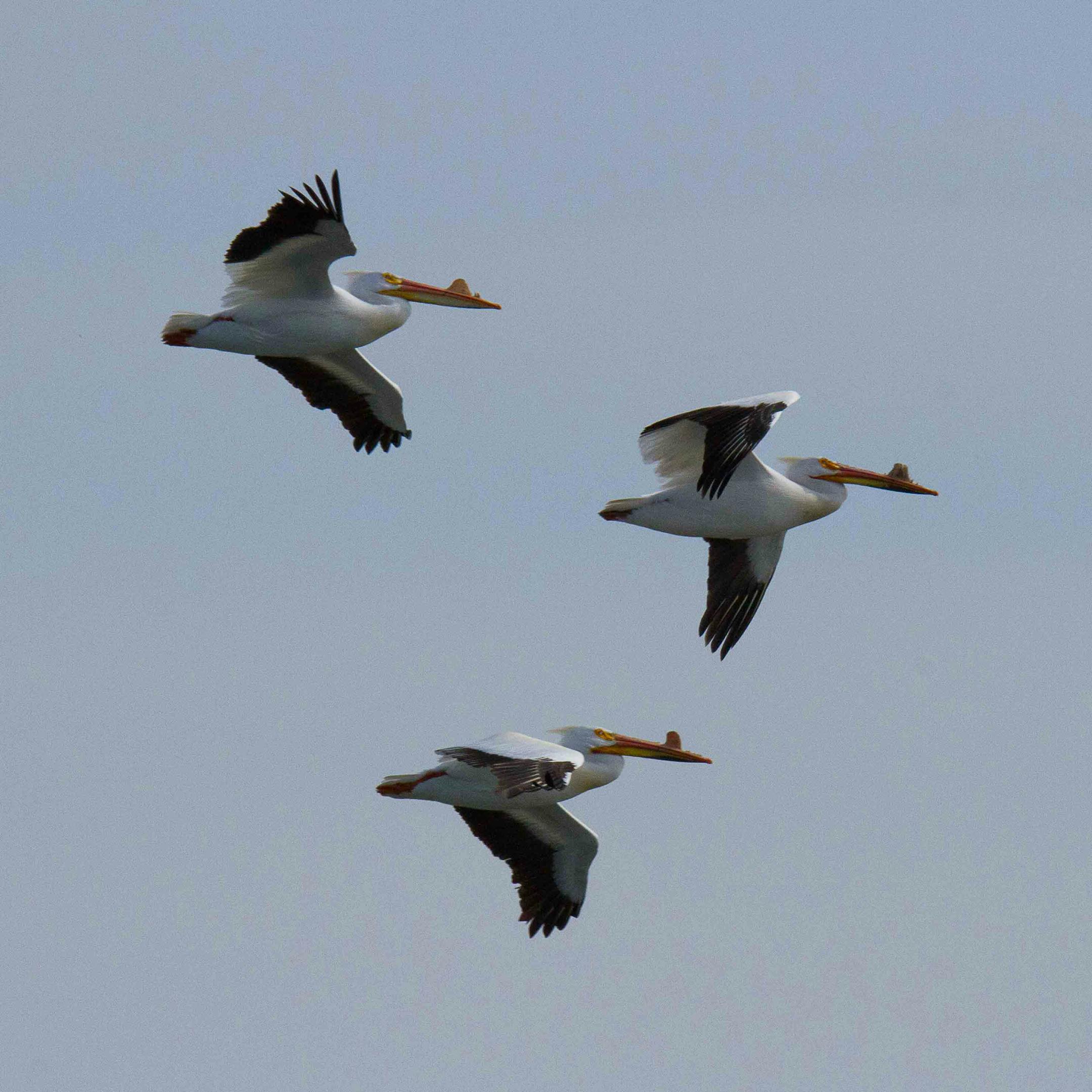 Three white pelicans with their wings spread in flight.