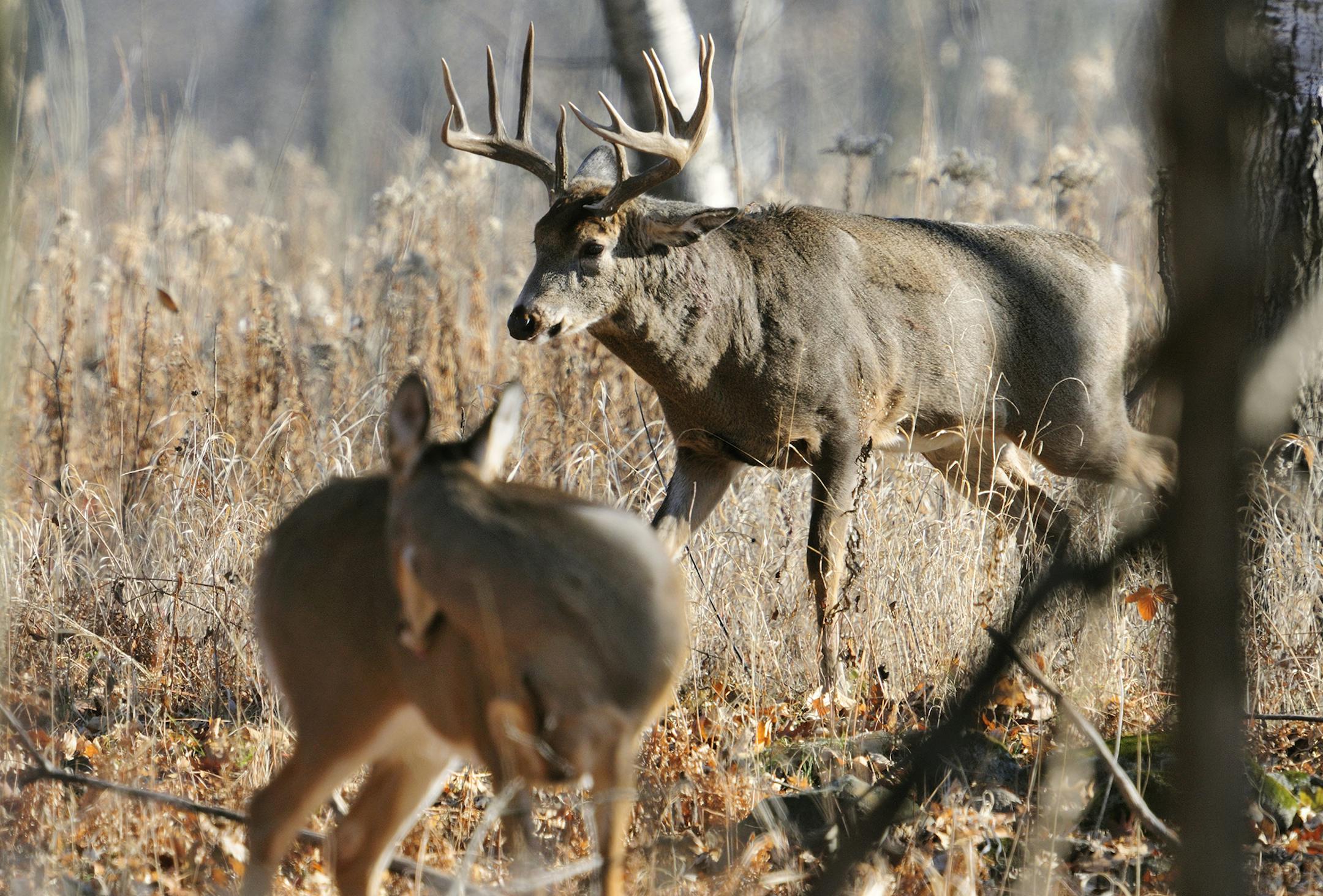 Once does begin coming into estrus, most often in early to mid-November, bucks spend the majority of their time chasing and breeding does and little time feeding.