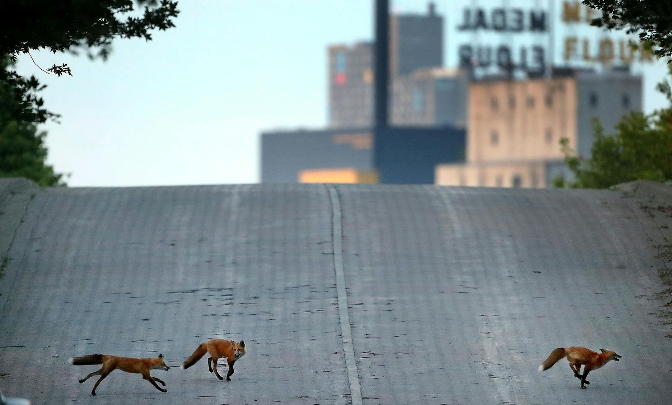A trio of young foxes frolic near downtown before moving on to a set of nearby railroad tracks to continue the play Friday, June 29, 2018, in Minneapolis, MN.] DAVID JOLES ï david.joles@startribune.com Magazine urban wildlife essay