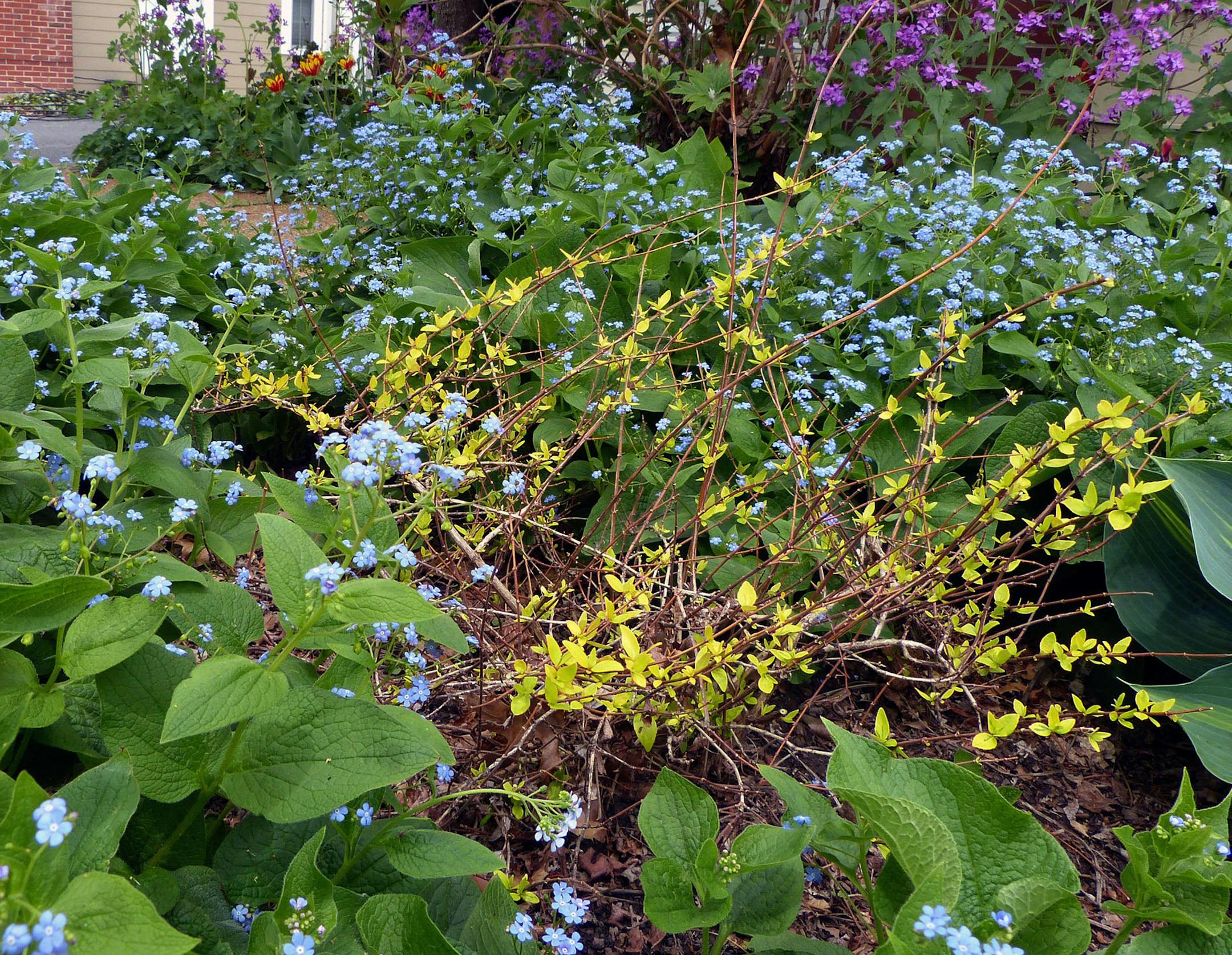 A swath of Brunnera's blue flowers arrive in April and bloom into May. (Fred Ortlip/St. Louis Post-Dispatch/TNS)