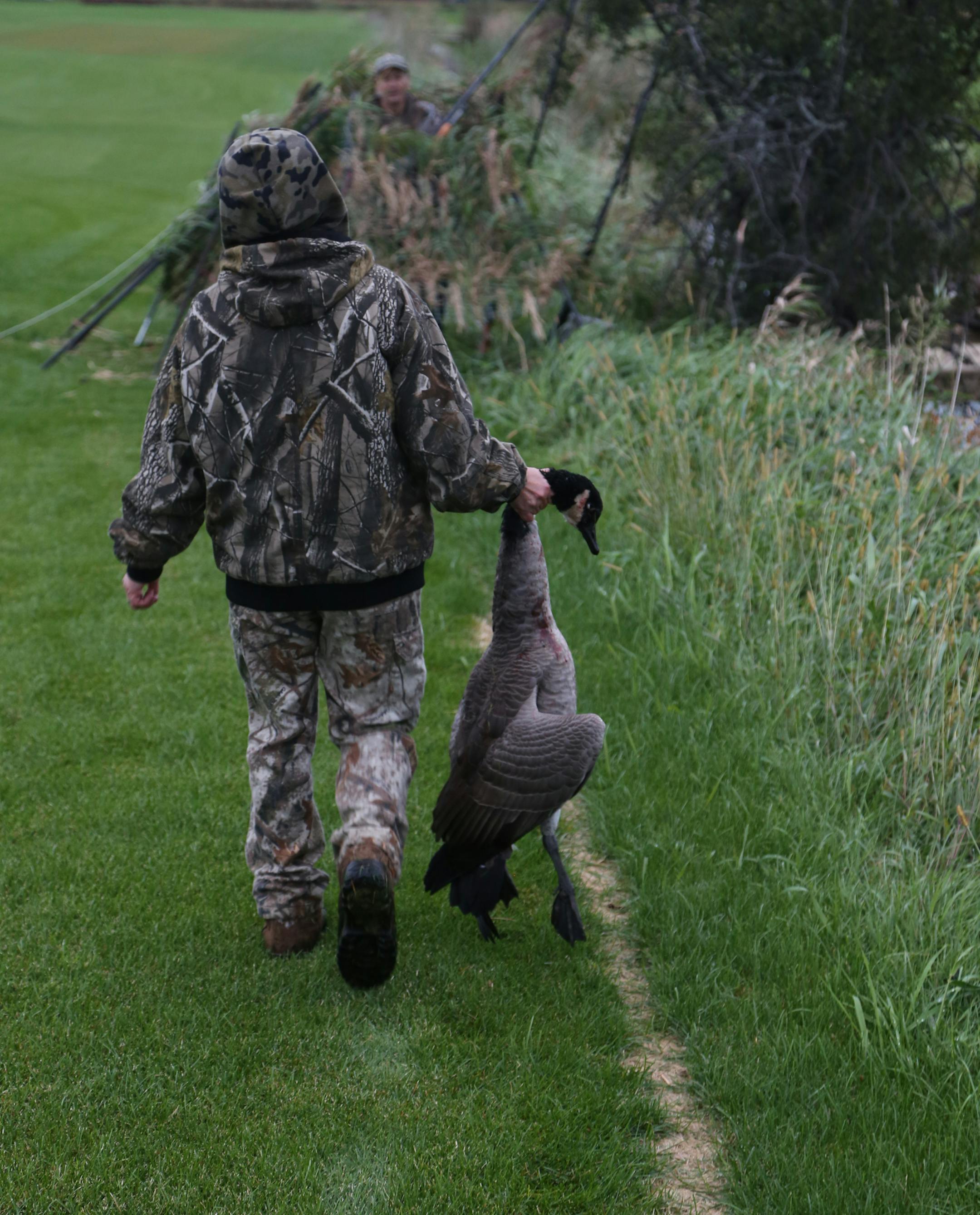 Galina Diller returns to a hunting blind with a goose that was felled when it and another bird flew within shotgun range.