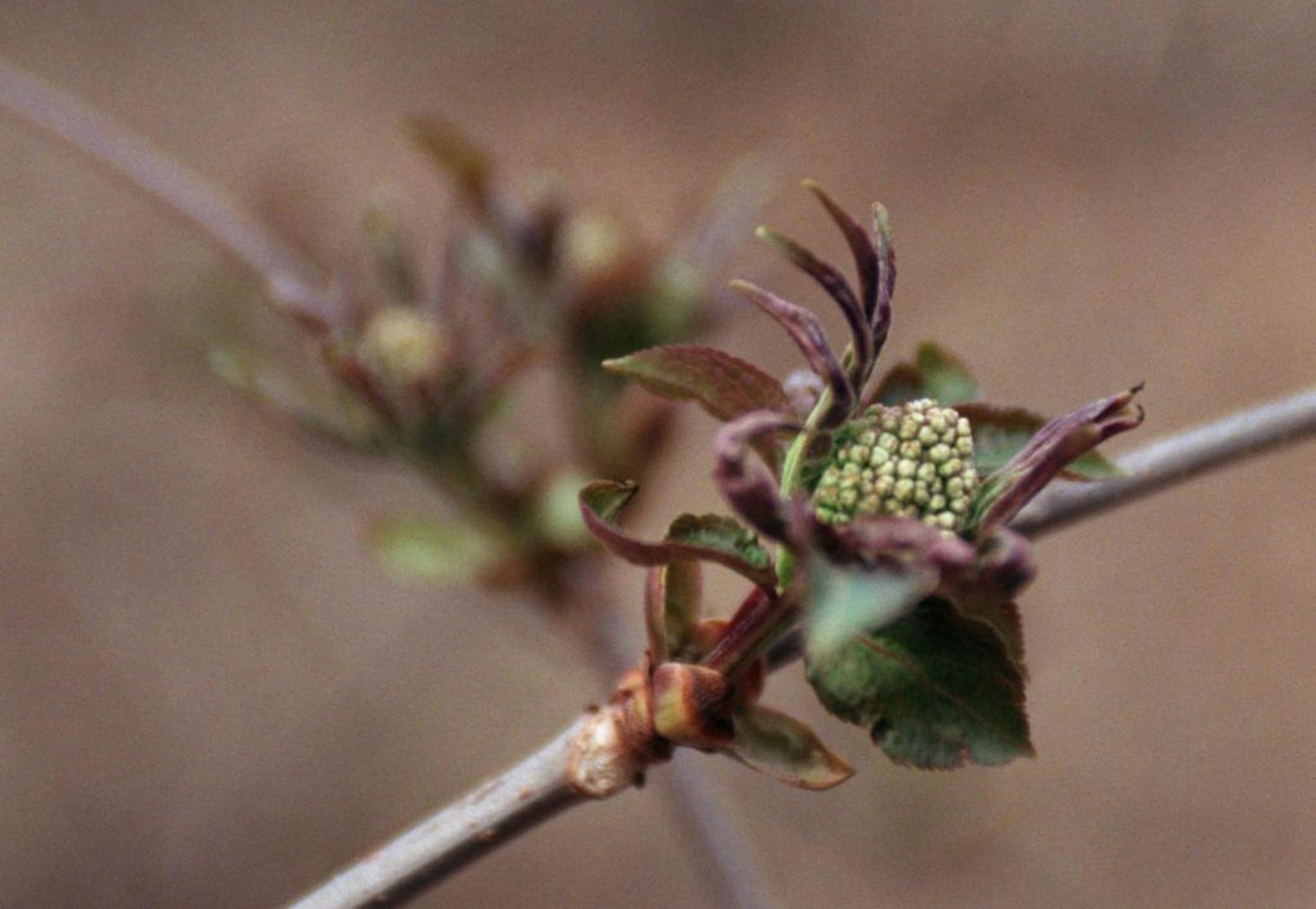 Budding trees and the allergy season at Theo. Wirth Park -- A budding bush in Theodore Wirth Park.