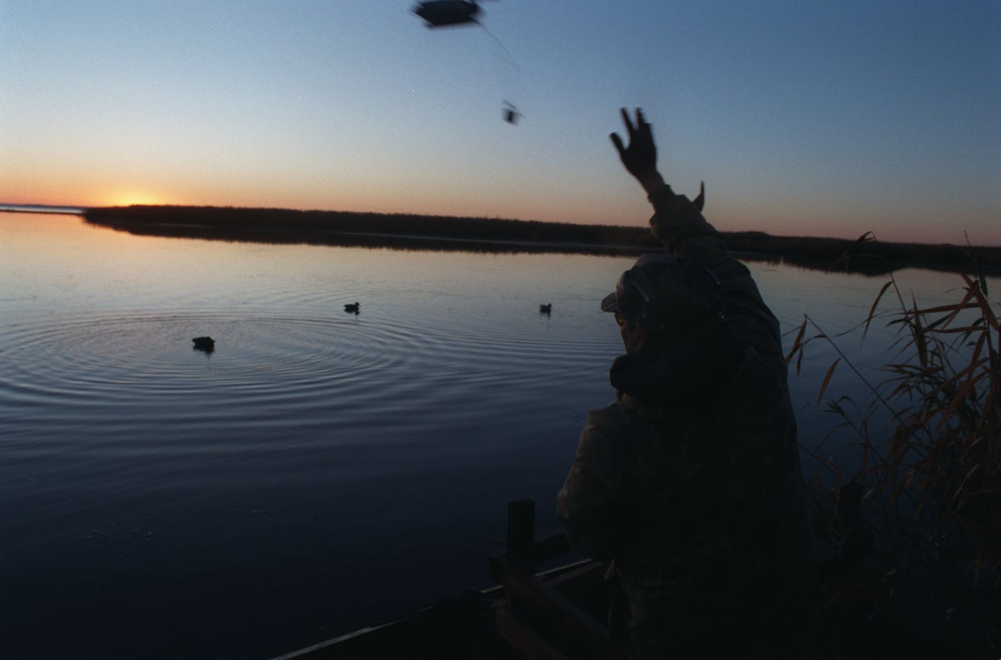 The Manitoba duck licensing scheme