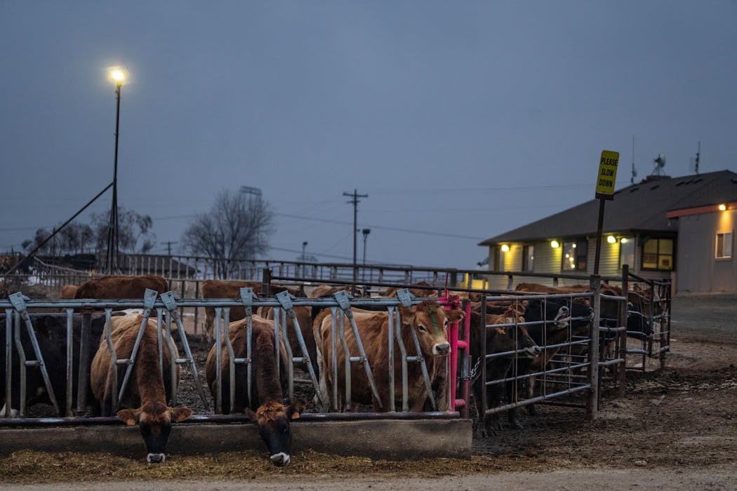 Dairy cows in Washington’s Yakima Valley near the town of Sunnyside, Nov. 28, 2023. )