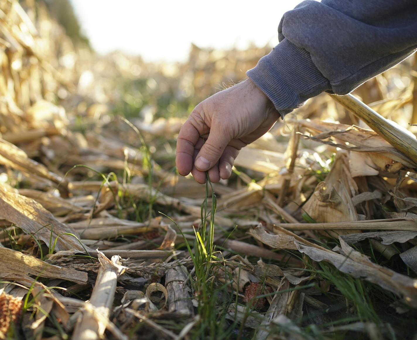 Martin Larsen showed the cover crop of rye grass that remains after he harvested the corn from the land he farms near Byron. ] JEFF WHEELER &#xef; jeff.wheeler@startribune.com A study led by a Minnesota ecologist lays out the how leveraging natural systems can help thwart the catastrophic impact of climate change, while improving water quality and wildlife. Martin Larsen has been planting cover crops in his fields near Byron since 2013.